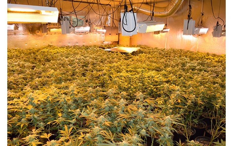 Sheriff’s Office descends on two indoor marijuana grows; plants and processed marijuana seized