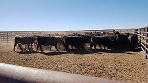 wyoming-cattle