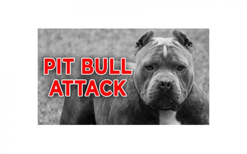 3-Year-Old Mauled by Family’s Pit Bull