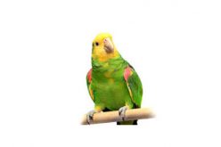 5 Years Probation for Killing Parrot