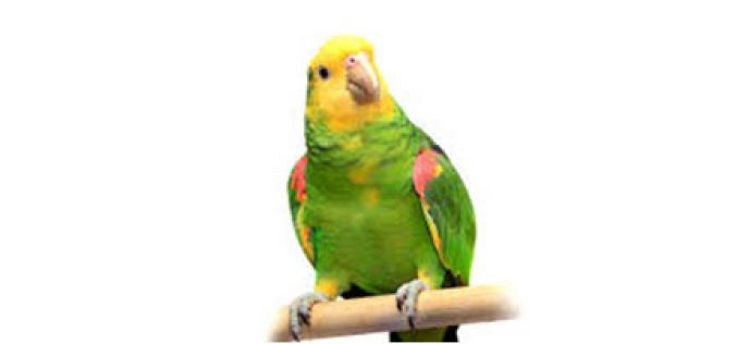 5 Years Probation for Killing Parrot