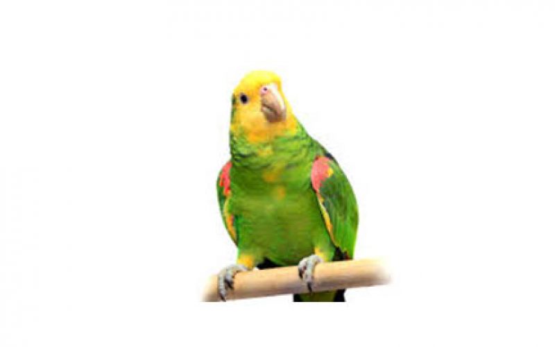 5 Years Probation for Killing Parrot