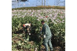 Investigation Unveils an Acre of Poppies