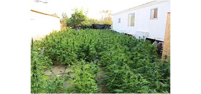 Heft of 3,000+ Marijuana Plants Eradicated