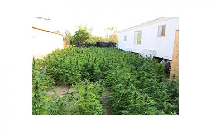 Heft of 3,000+ Marijuana Plants Eradicated