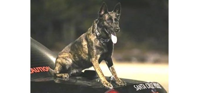 K-9 Luna Does it Again, Sniffs out Drugs and Guns