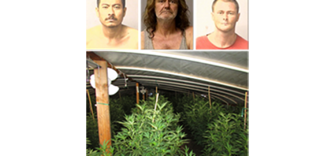 Early Morning Raid Uproots 130 Marijuana Plants