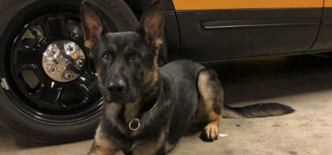 K-9 Fritz Helps Stop Tina and Arrest Tedi in Their Toyota