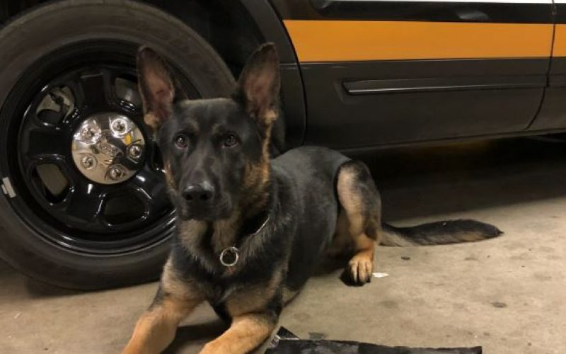 K-9 Fritz Helps Stop Tina and Arrest Tedi in Their Toyota