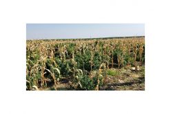 Massive Marijuana Grow Among the Corn