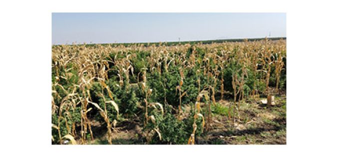 Massive Marijuana Grow Among the Corn