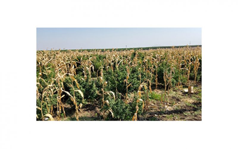 Massive Marijuana Grow Among the Corn