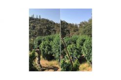 They Grow Illegal Marijuana in Calaveras County Too