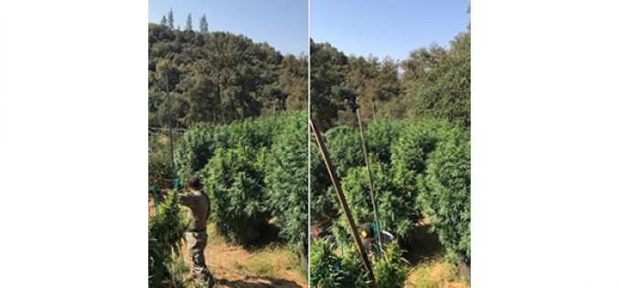 They Grow Illegal Marijuana in Calaveras County Too