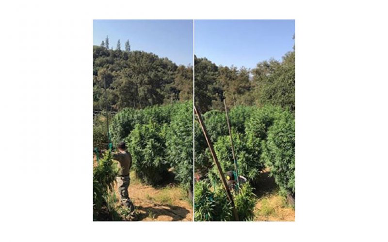 They Grow Illegal Marijuana in Calaveras County Too