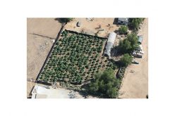 Probation Search Unveils Illegal Marijuana Grow