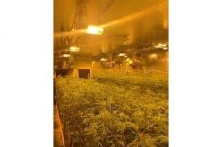 Search Warrant On Illegal Marijuana Grow Nabs Nearly 4,600 Pot Plants In Nine Units