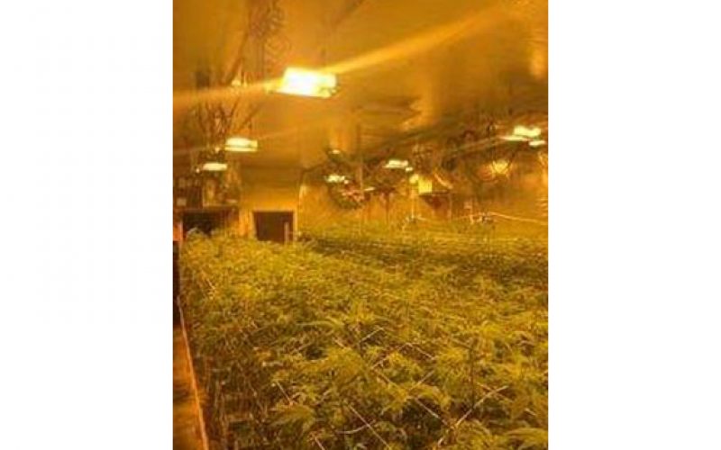 Search Warrant On Illegal Marijuana Grow Nabs Nearly 4,600 Pot Plants In Nine Units