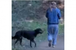 A Dog Walker is Arrested for Biting and Robbing a Jogger