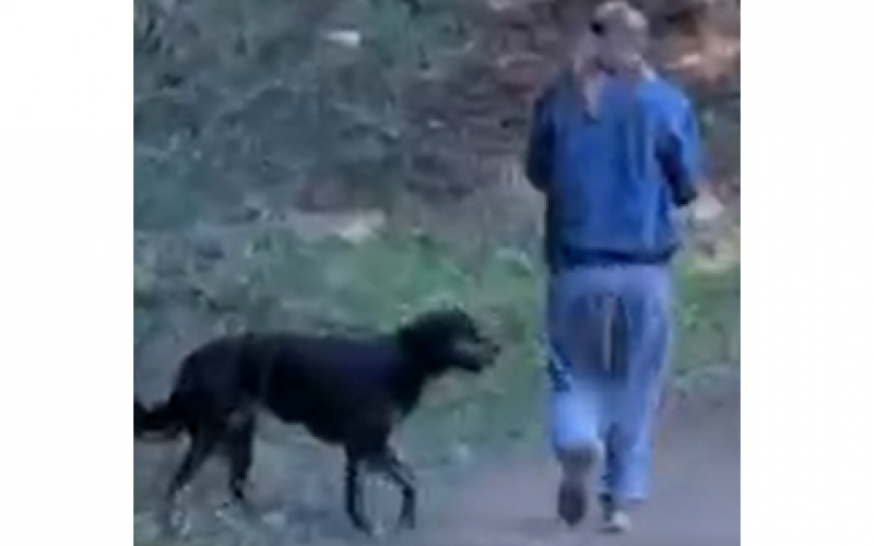 A Dog Walker is Arrested for Biting and Robbing a Jogger