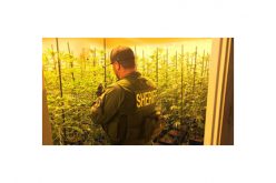 Illicit Marijuana farming syphoned off $$$ in So Cal energy