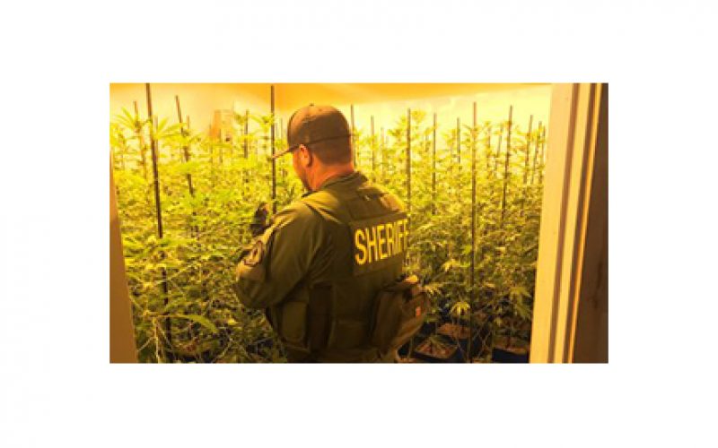 Illicit Marijuana farming syphoned off $$$ in So Cal energy