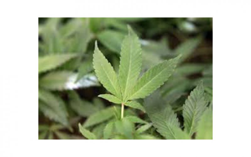 Five arrested for theft from marijuana cultivation site