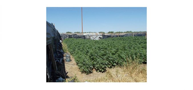 Over 11,000 marijuana plants discovered in Kern grow site