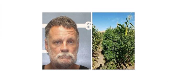 Seek and Destroy: Over 2,500 Marijuana Plants Eradicated in Lindsay