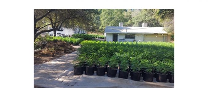 Chung Chan from Texas operates illegal grow site in Yuba County