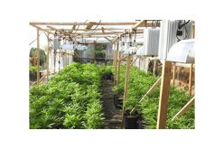 Two Illegal Grow Sites Destroyed in Calaveras County