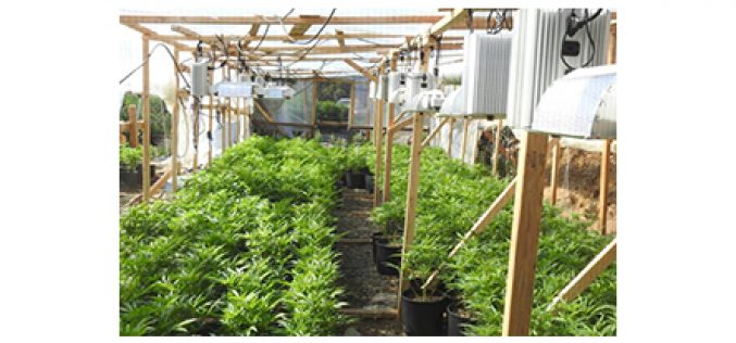 Two Illegal Grow Sites Destroyed in Calaveras County