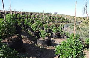 two-illegal-grow-sites