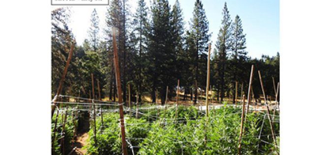 Three search warrants in Two days leads to Marijuana Grow Site eradication