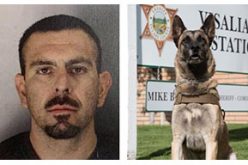 K9 Deputy Shot by Undercover Detective During Arrest of Wanted Suspect