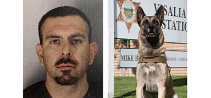 K9 Deputy Shot by Undercover Detective During Arrest of Wanted Suspect