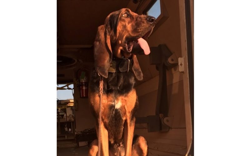 K-9 Banshee responds to burglary-in-progress in Merced