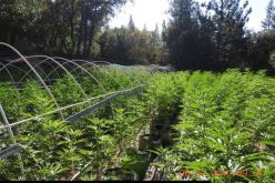 Multiple illegal grow operations discovered in Calaveras County