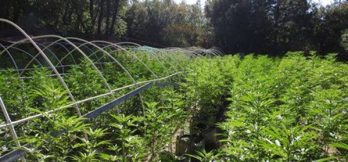 Multiple illegal grow operations discovered in Calaveras County