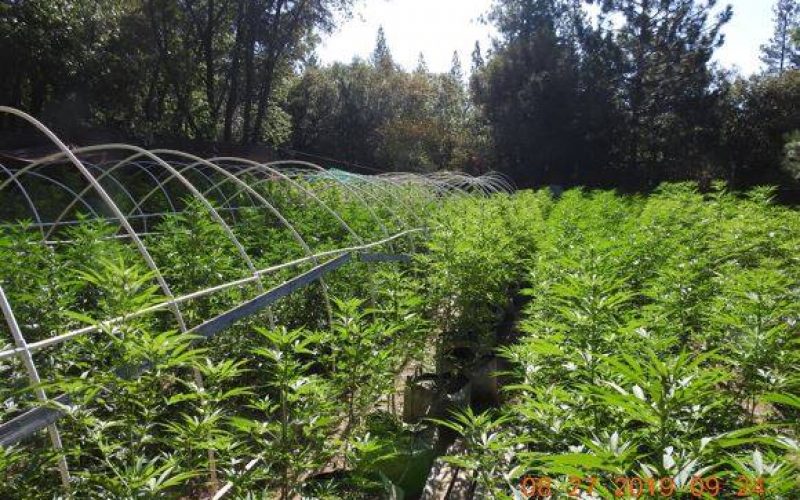 Multiple illegal grow operations discovered in Calaveras County