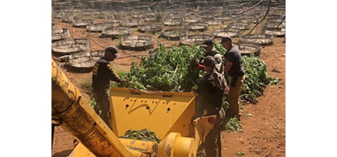 Several Illegal Marijuana Grow Operations Raided Near Susanville