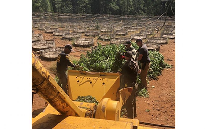 Several Illegal Marijuana Grow Operations Raided Near Susanville