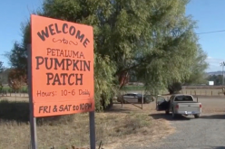 Petaluma police arrest stalking suspect after chasing him into pumpkin patch