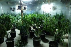 Los Banos Police discover “sophisticated” marijuana grow operation in converted warehouse