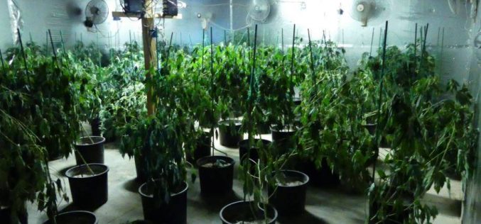 Los Banos Police discover “sophisticated” marijuana grow operation in converted warehouse