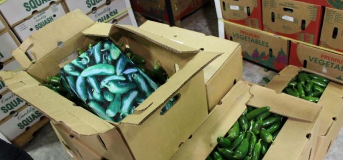 CBP confiscates marijuana found in shipments of jalapeño peppers