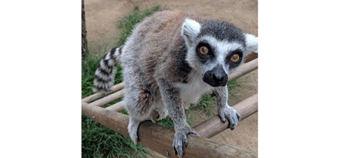 Man Brings on the FBI plus Federal Prison Time for Stealing Zoo’s Endangered Ring-Tailed Lemur