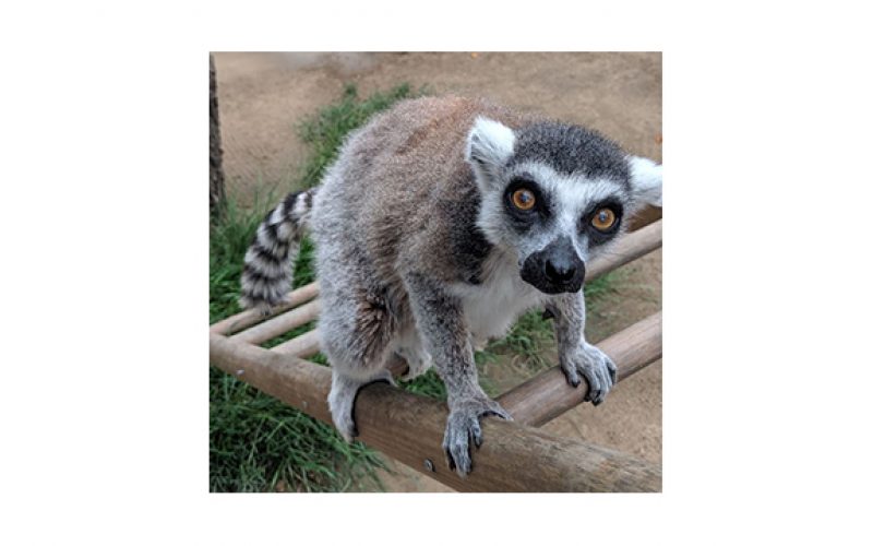 Man Brings on the FBI plus Federal Prison Time for Stealing Zoo’s Endangered Ring-Tailed Lemur