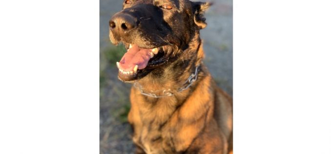 K-9 Rappa helps bring down Sonoma County stabbing suspect