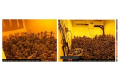 No arrests made in discovery of marijuana grow house